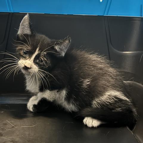 Macaroni - Male - Domestic SH
