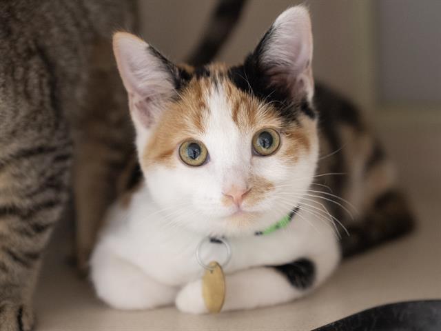 Ghost Pepper - Female - Domestic SH