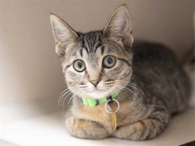 Carolina Reaper - Female - Domestic SH