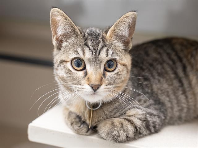 Scorpion - Female - Domestic SH