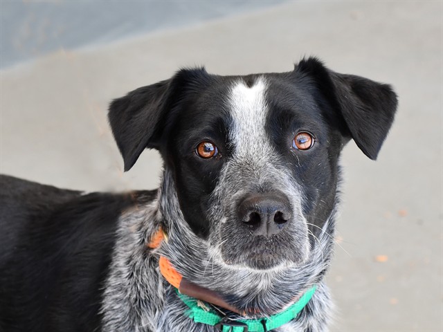 Leona - Female - Australian Cattle Dog