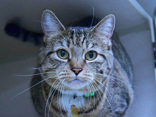 Mj - Female - Domestic SH