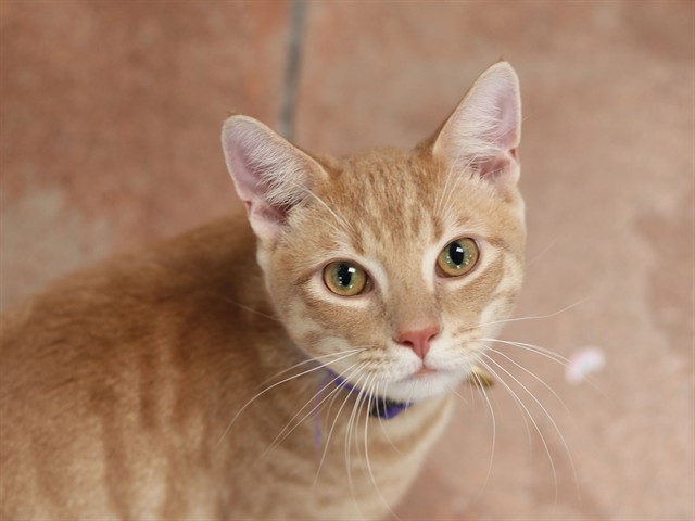 Wheaties - Male - Domestic SH