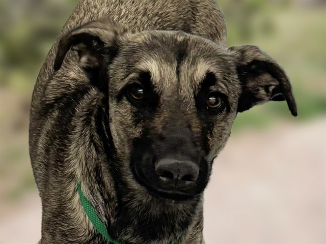 Sagie Grace - Female - German Shepherd-Mix