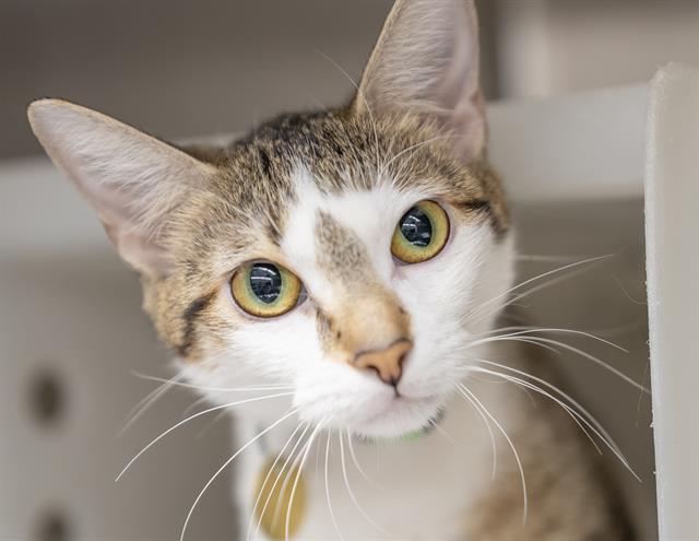 Baby - Female - Domestic SH