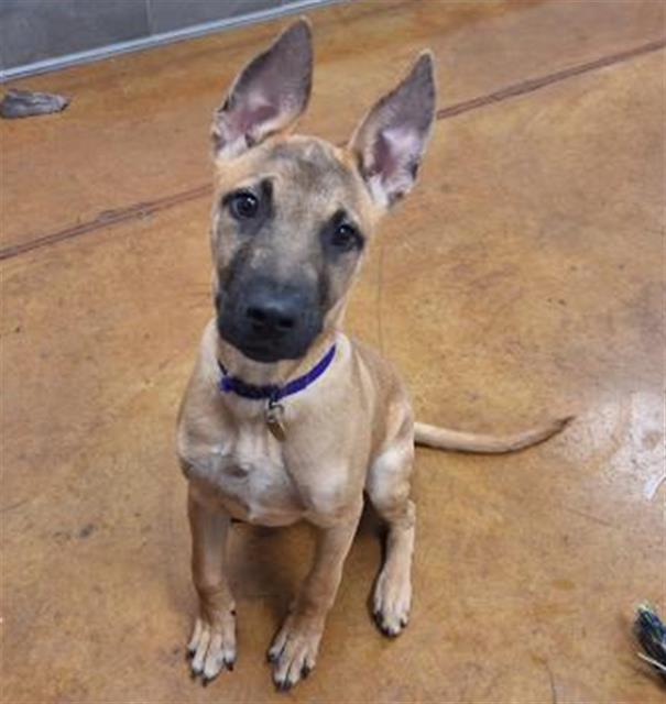 Spencer - Male - Nonspecific