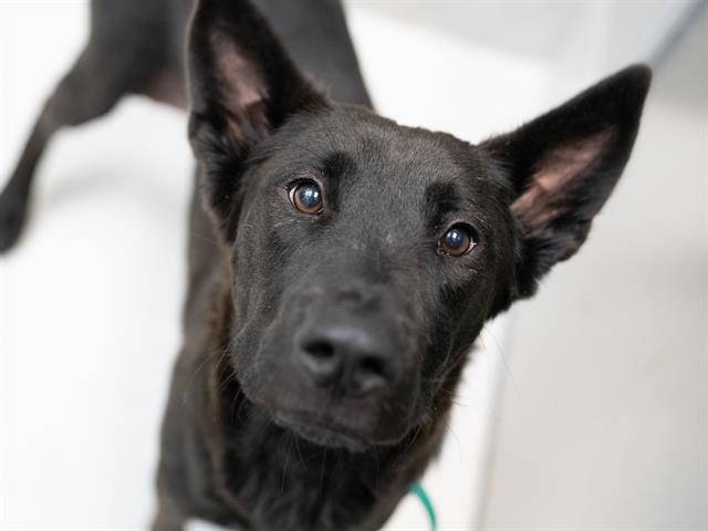 Panda - Female - German Shepherd-Mix