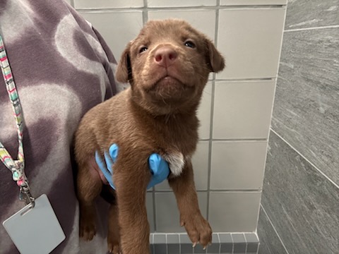 Mable - Female - German Shepherd