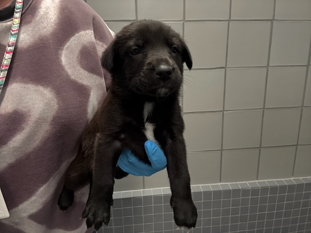  - Female - German Shepherd