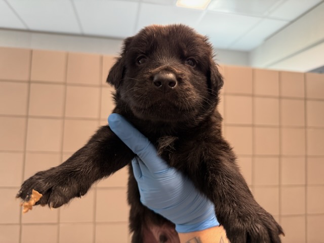  - Male - German Shepherd