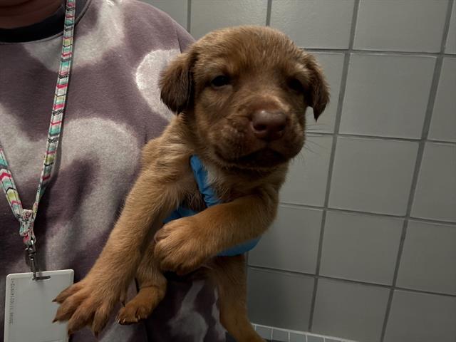  - Male - German Shepherd