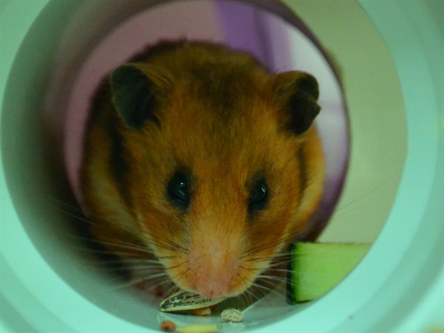 Dutchess - Female - Teddy Bear