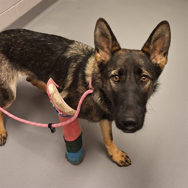 Sparrow - Female - German Shepherd