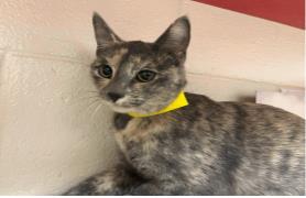 Octavia - Female - Domestic SH