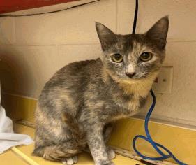 Opaque - Female - Domestic SH