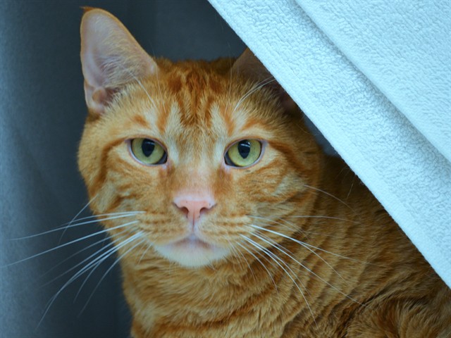Monte - Male - Domestic SH