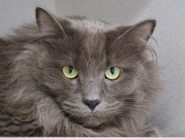 Goose - Male - Domestic LH
