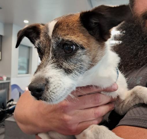 London - Female - Terrier
