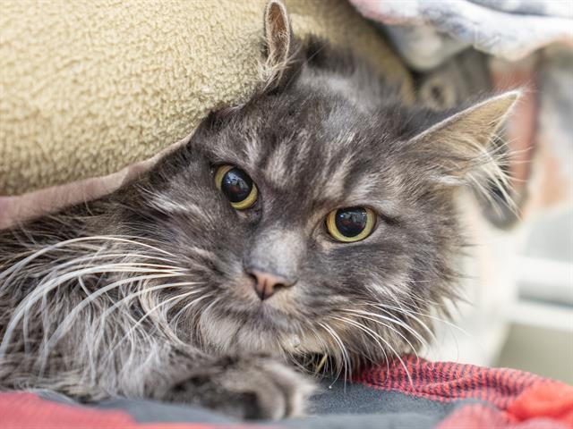 Bree - Female - Domestic LH