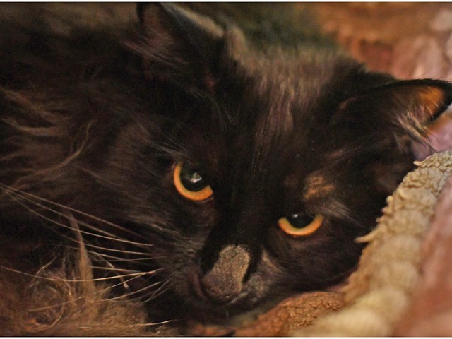 Ozzy - Male - Domestic LH