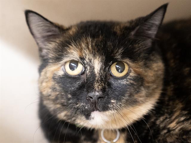 Sascha - Female - Domestic MH