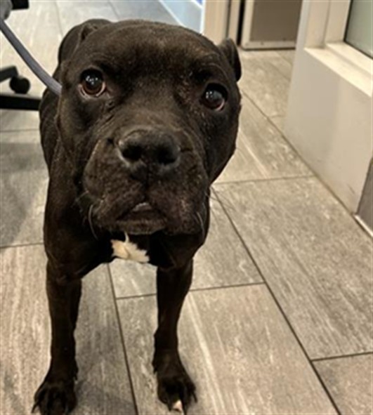 Pinky - Female - Pit Bull