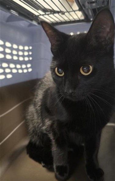 Apricot - Female - Domestic SH