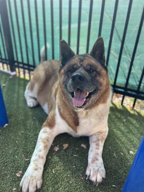 Tiaso - Male - Akita
