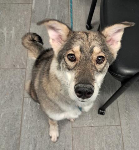 Banana - Female - Siberian Husky-Mix