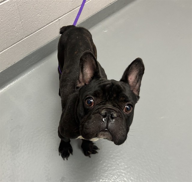 Malcolm - Male - French Bulldog