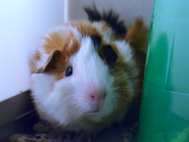 Biscuits - Male - Guinea Pig