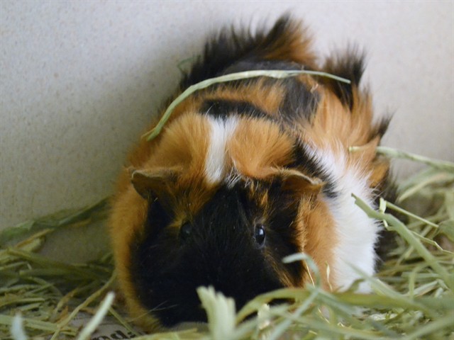 Gravy - Male - Guinea Pig