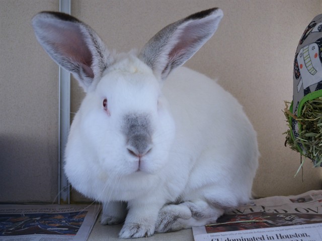 Sunny - Female - Californian