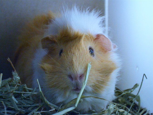 Cheddar - Female - Guinea Pig