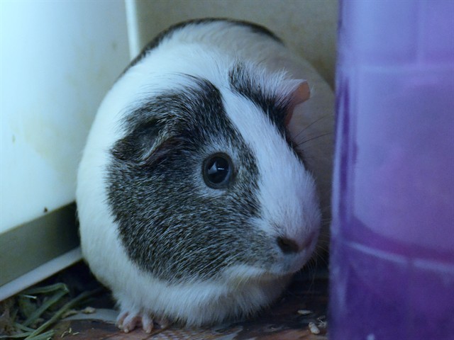 Clover - Female - Guinea Pig