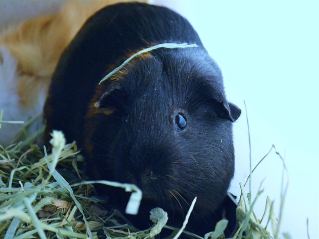 Chai - Female - Guinea Pig