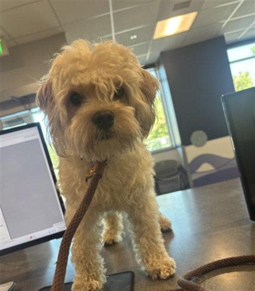 Sir Prince - Male - Miniature Poodle-Mix