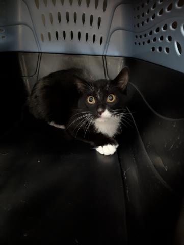 Mittens - Male - Domestic SH