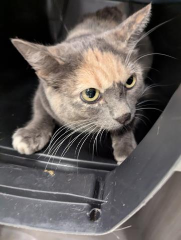  - Female - Domestic SH