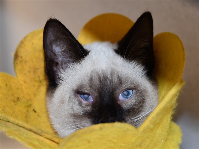 Angel - Male - Domestic SH
