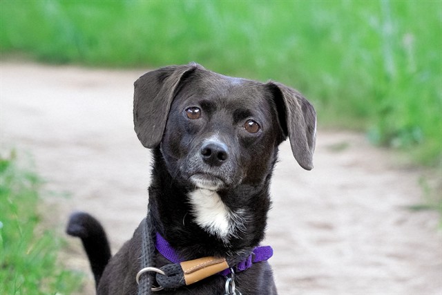 Buddy - Male - Nonspecific