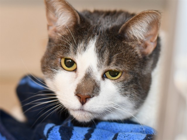 Peekaboo - Female - Domestic SH