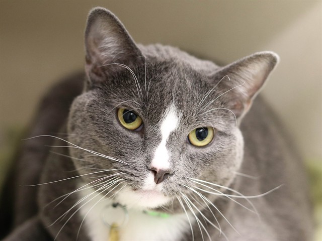 Gray Kitty - Female - Domestic SH