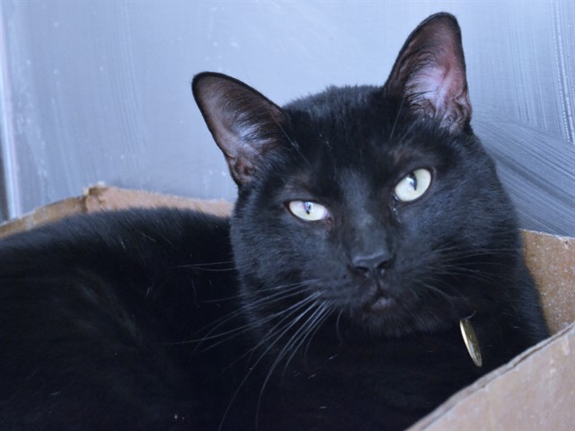 Ceaser - Male - Domestic SH