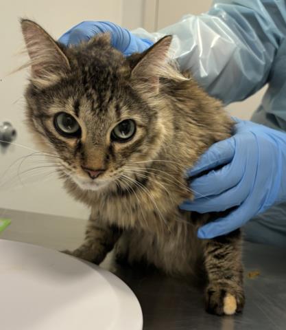 Madwell - Female - Domestic LH