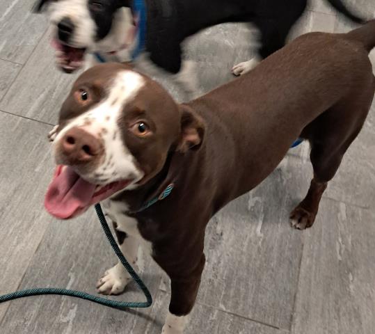 Quinoa - Male - Pit Bull-Mix