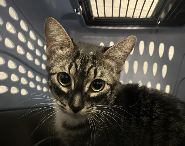 Candy Corn - Female - Domestic SH