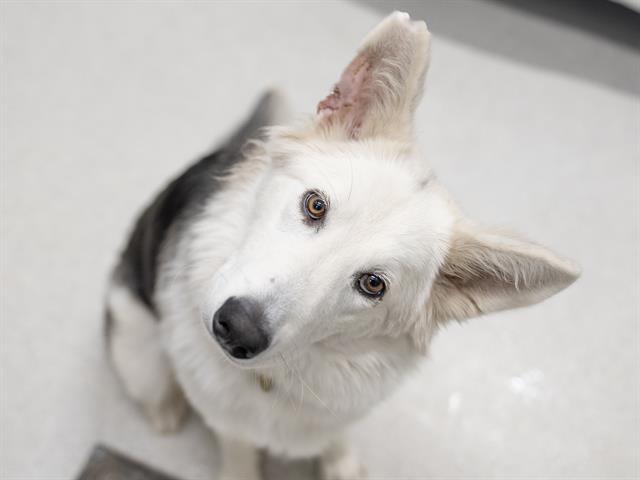 Winter - Female - Siberian Husky