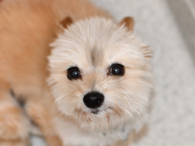 Zoe - Female - Yorkshire Terrier-Mix