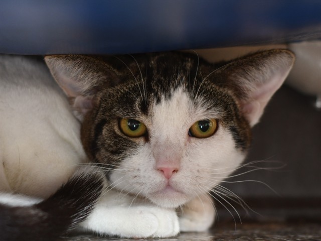 Digital - Female - Domestic SH